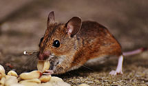 24 Hour & Emergency Exterminators in El Porvenir, NM